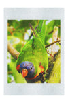 Lorikeet - Fine Art Print - Wildlife Category