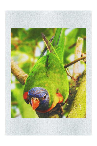 Lorikeet - Fine Art Print - Wildlife Category