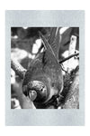 Lorikeet - Monochrome Fine Art Print - Wildlife Category