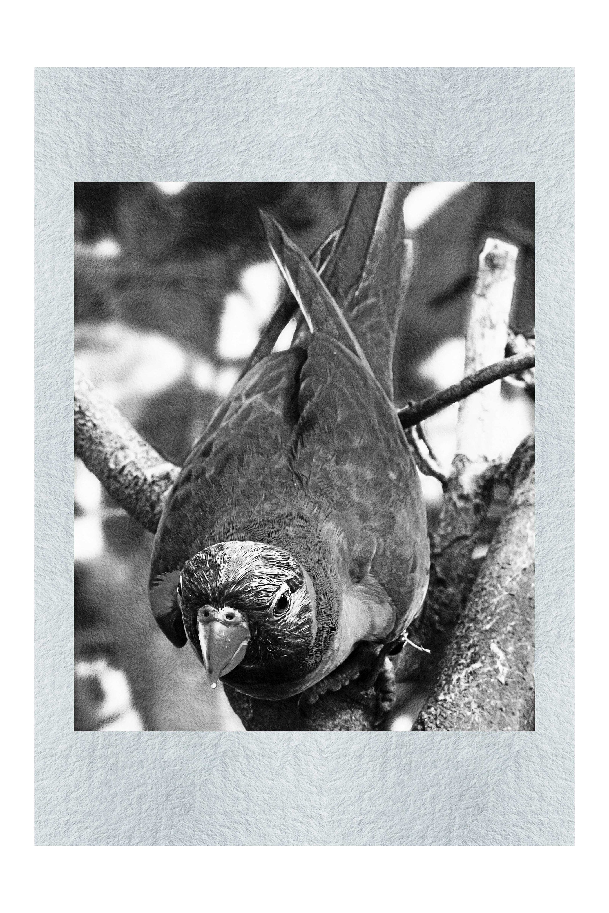 Lorikeet - Monochrome Fine Art Print - Wildlife Category