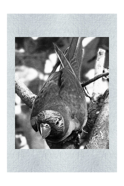 Lorikeet - Monochrome Fine Art Print - Wildlife Category