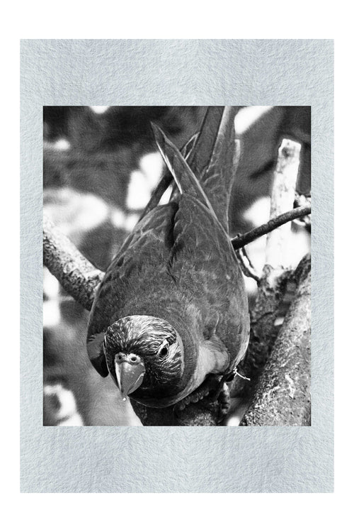 Lorikeet - Monochrome Fine Art Print - Wildlife Category