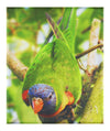 Lorikeet - Canvas Print - Wildlife Category
