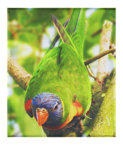 Lorikeet - Canvas Print - Wildlife Category