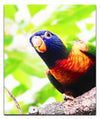 Curious Lorikeet - Acrylic Print - Wildlife Category