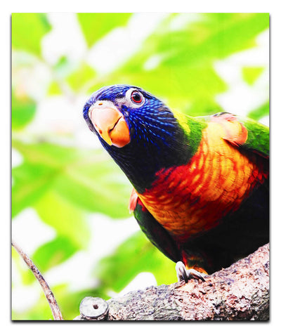 Curious Lorikeet - Acrylic Print - Wildlife Category