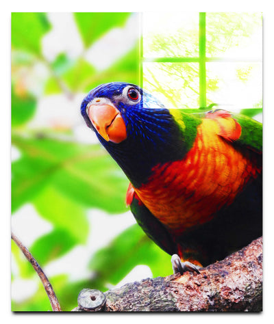 Curious Lorikeet - Acrylic Print - Wildlife Category