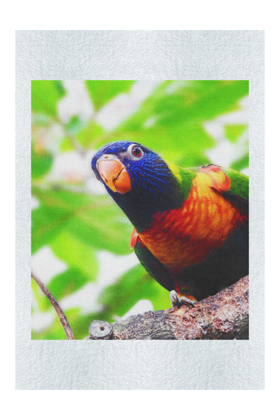 Curious Lorikeet - Fine Art Print - Wildlife Category