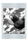 Curious Lorikeet - Monochrome Fine Art Print - Wildlife Category