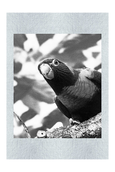 Curious Lorikeet - Monochrome Fine Art Print - Wildlife Category