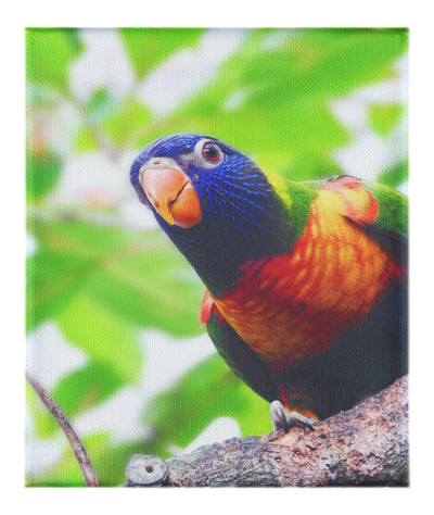Curious Lorikeet - Canvas Print - Wildlife Category