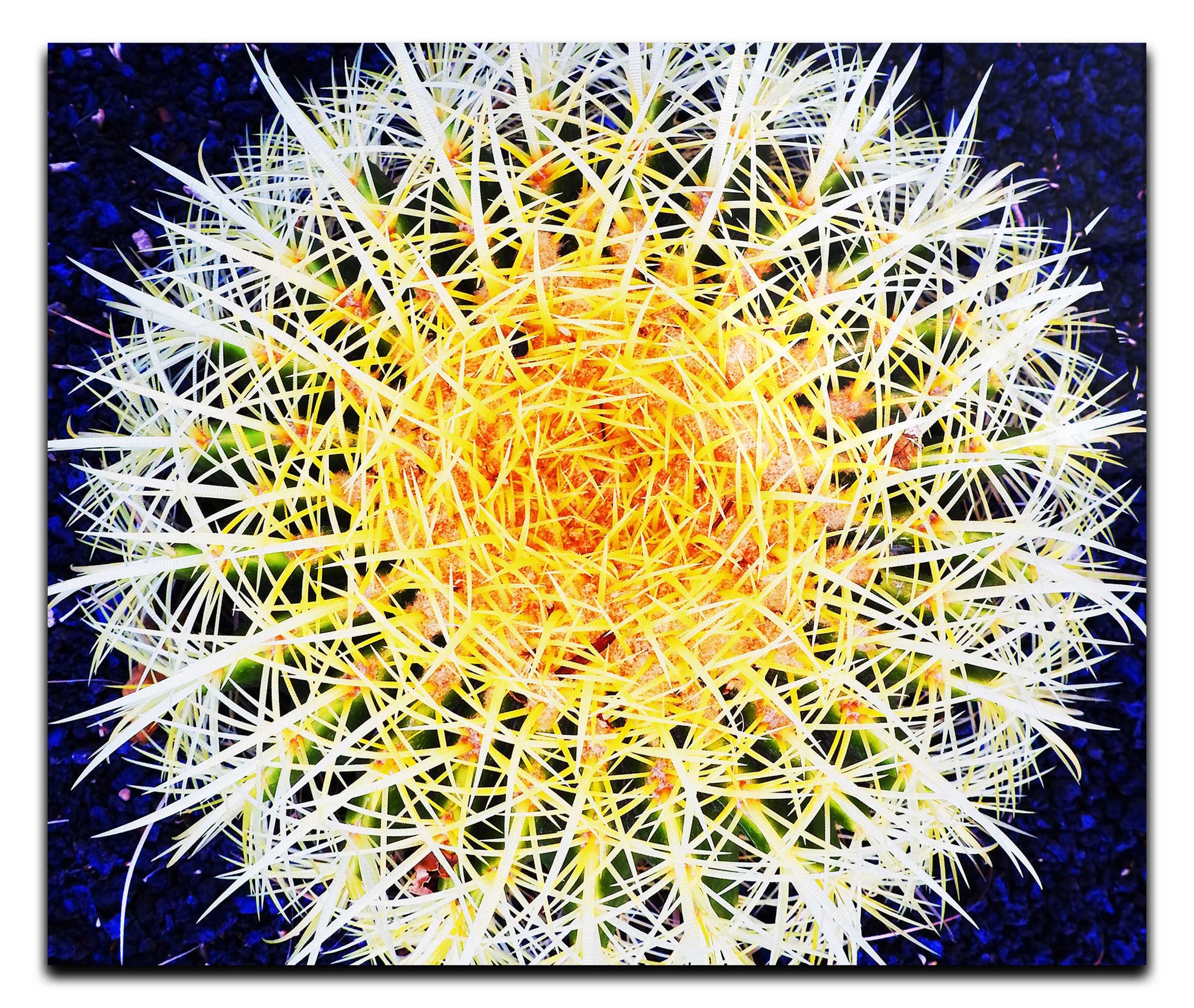 Hot Cactus - Acrylic Print - Flowers & Plants Category