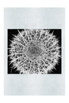 Hot Cactus - Monochrome Fine Art Print - Flowers & Plants Category