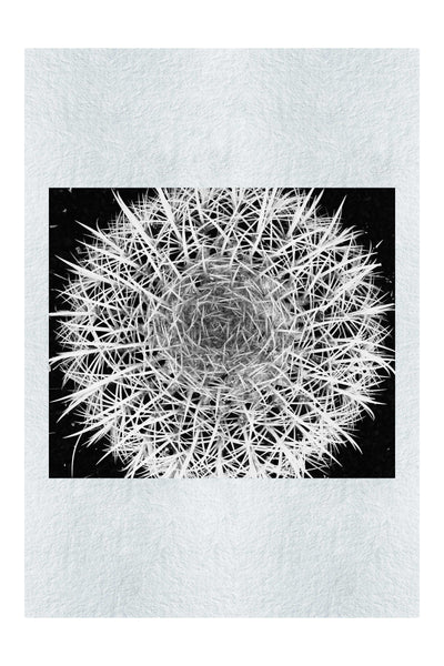 Hot Cactus - Monochrome Fine Art Print - Flowers & Plants Category