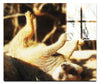 Lounging Meerkat - Acrylic Print - Wildlife Category
