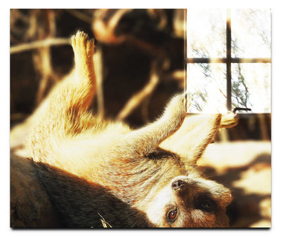 Lounging Meerkat - Acrylic Print - Wildlife Category