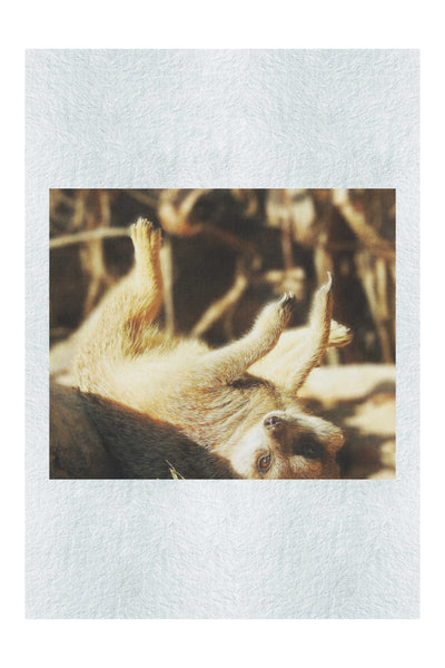 Lounging Meerkat - Fine Art Print - Wildlife Category