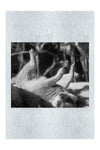 Cool Meerkat - Monochrome Fine Art Print - Wildlife Category