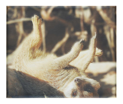 Lounging Meerkat - Canvas Print - Wildlife Category
