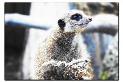 Curious Meerkat II - Acrylic Print - Wildlife Category