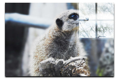 Curious Meerkat II - Acrylic Print - Wildlife Category