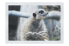 Curious Meerkat - Fine Art Print - Wildlife Category