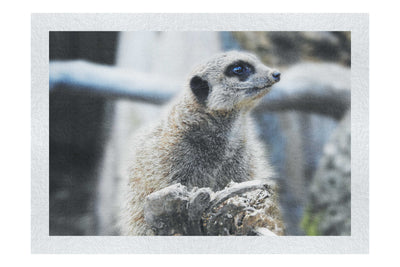 Curious Meerkat - Fine Art Print - Wildlife Category