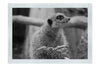 Curious Meerkat - Monochrome Fine Art Print - Wildlife Category