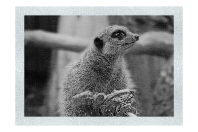 Curious Meerkat - Monochrome Fine Art Print - Wildlife Category