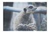 Curious Meerkat - Canvas Print - Wildlife Category