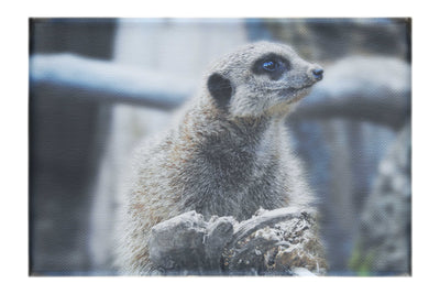 Curious Meerkat - Canvas Print - Wildlife Category