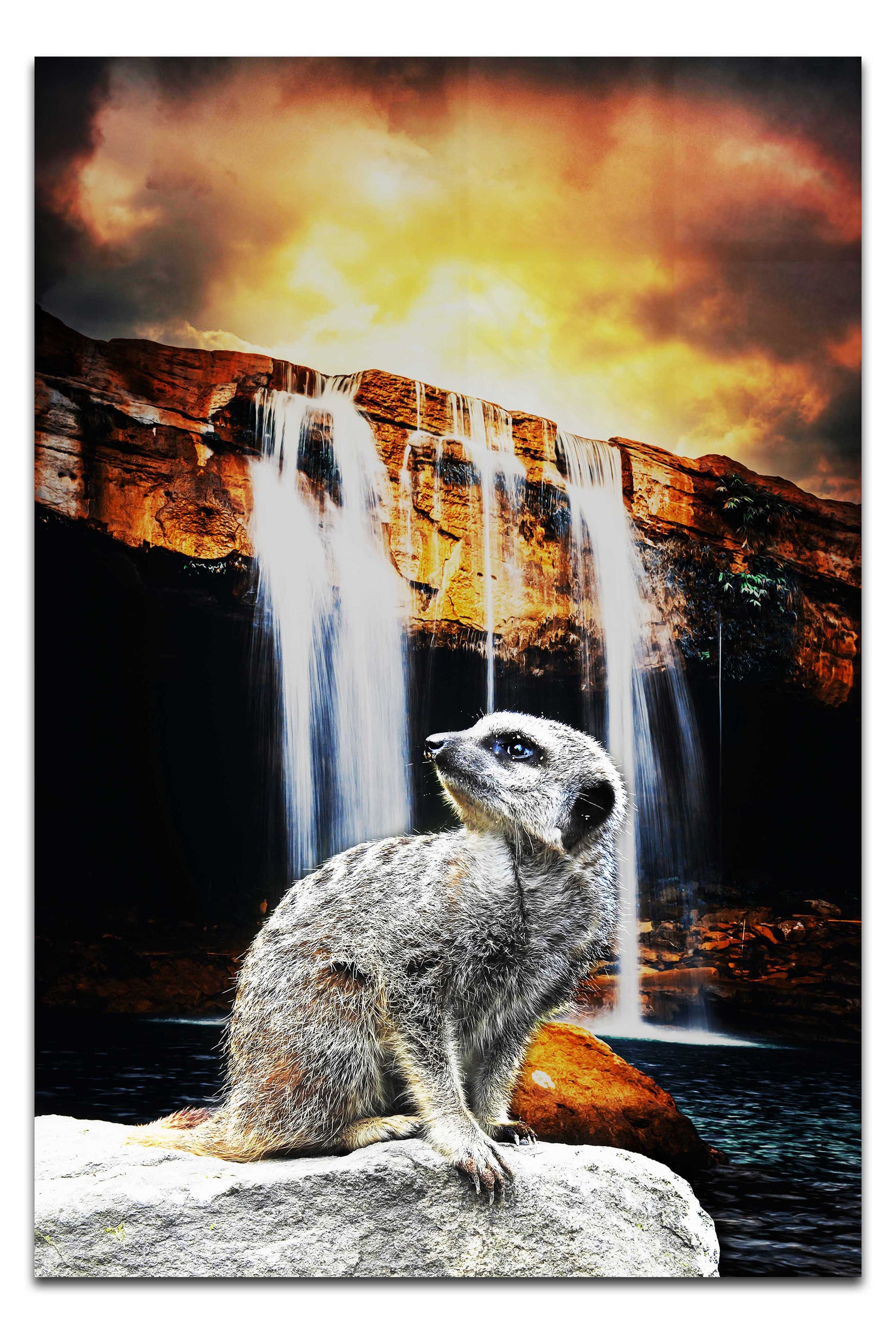 Meerkat Waterfall - Acrylic Print - Rare Edition Category