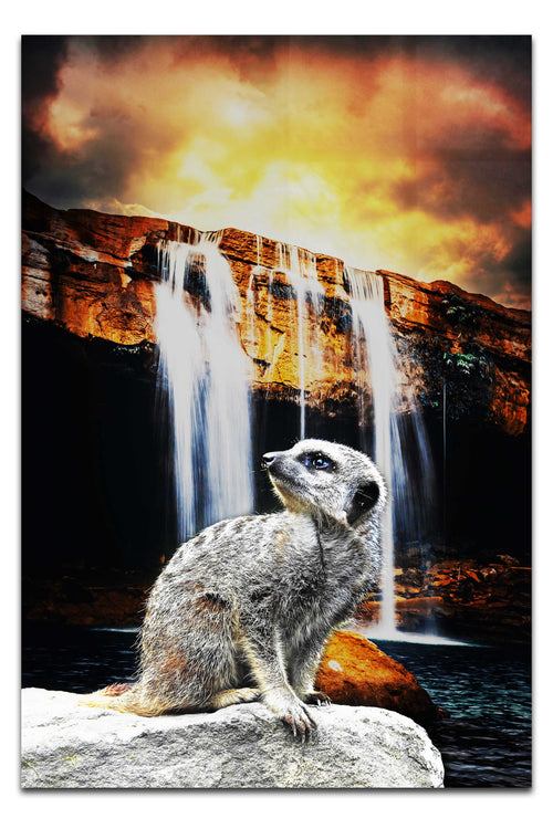 Meerkat Waterfall - Acrylic Print - Rare Edition Category