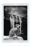 Meerkat Waterfall - Monochrome Fine Art Print - Rare Edition Category