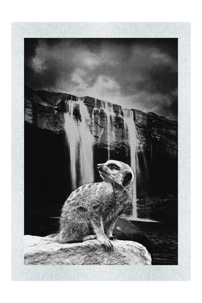 Meerkat Waterfall - Monochrome Fine Art Print - Rare Edition Category