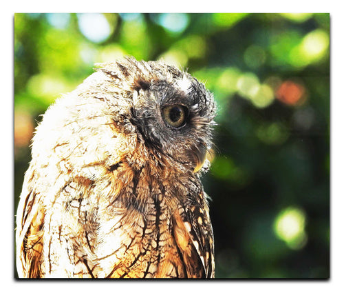 Little Owl - Acrylic Print - Wildlife Category