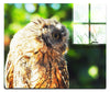 Little Owl - Acrylic Print - Wildlife Category
