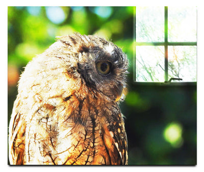 Little Owl - Acrylic Print - Wildlife Category
