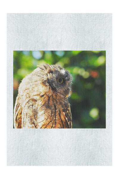 Little Owl - Fine Art Print - Wildlife Category