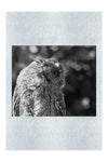 Little Owl - Monochrome Fine Art Print - Wildlife Category