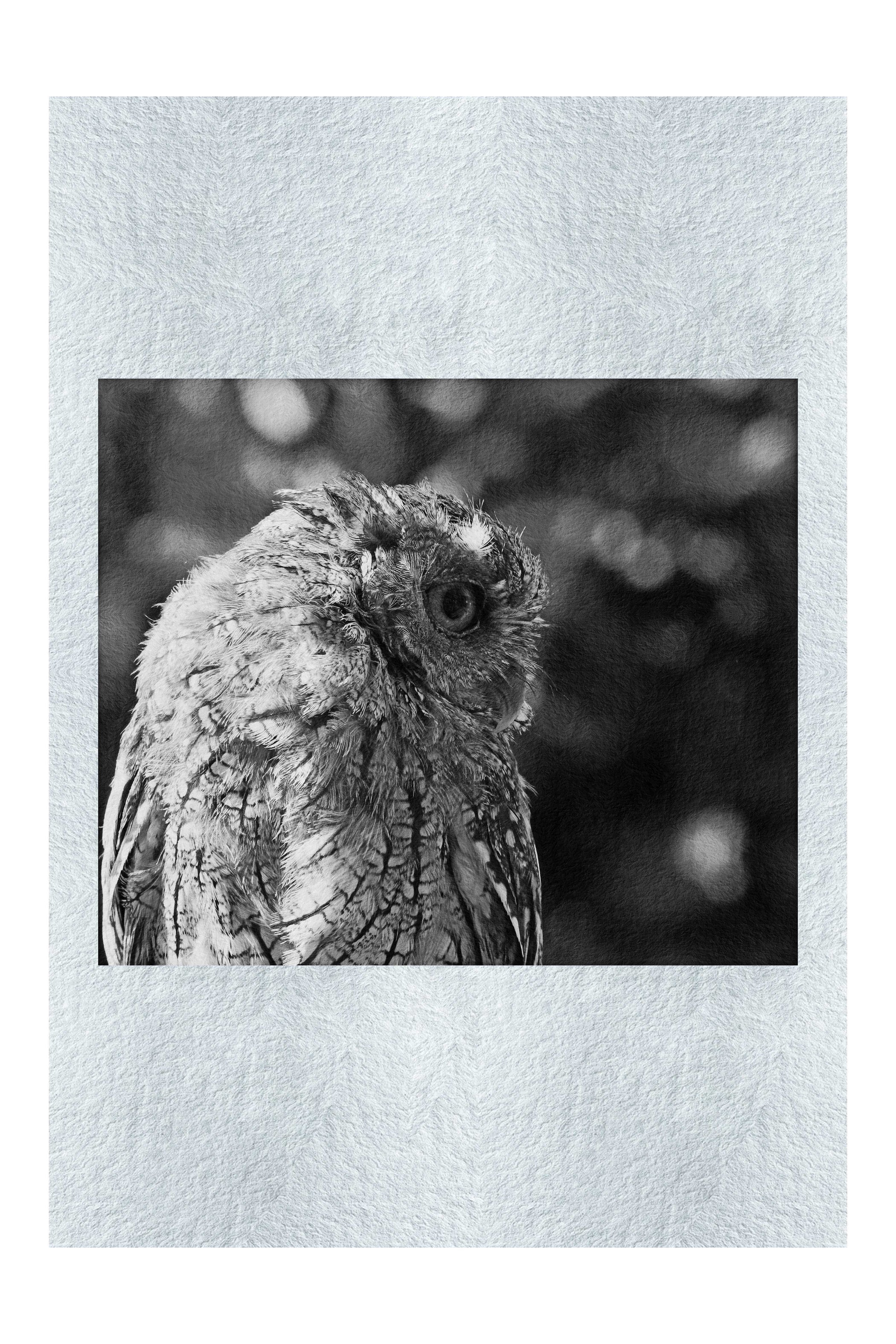 Little Owl - Monochrome Fine Art Print - Wildlife Category
