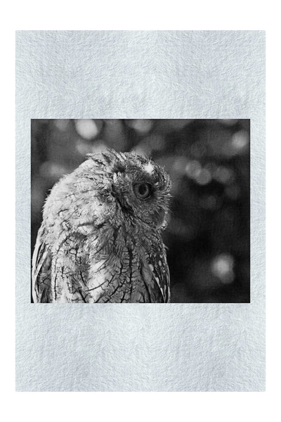 Little Owl - Monochrome Fine Art Print - Wildlife Category
