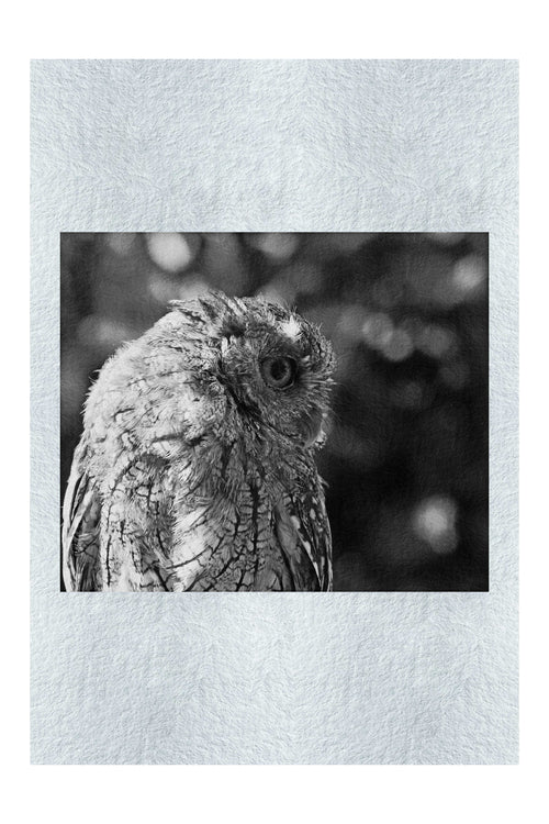 Little Owl - Monochrome Fine Art Print - Wildlife Category
