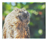 Little Owl - Canvas Print - Wildlife Category