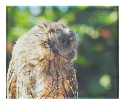 Little Owl - Canvas Print - Wildlife Category