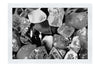 Crystalline Rainbow - Monochrome Fine Art Print - Creative Category
