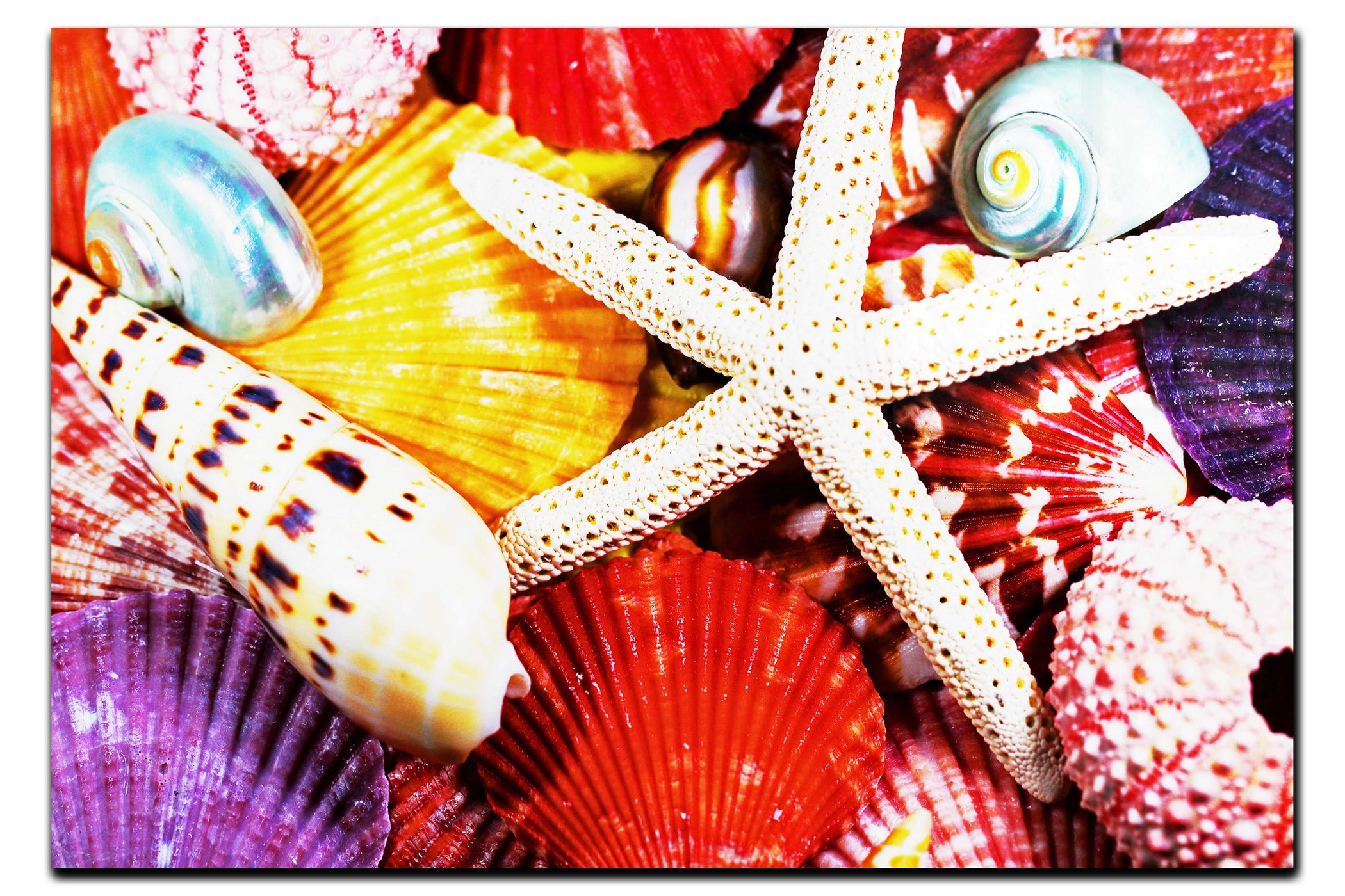 Asteroidea Beaded Starfish II - Acrylic Print - Aquatic Art Category