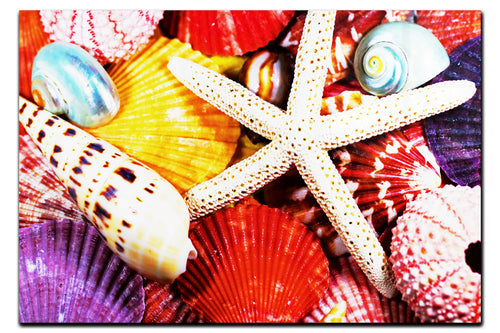 Asteroidea Beaded Starfish II - Acrylic Print - Aquatic Art Category