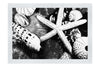 Asteroidea Beaded Starfish II - Monochrome Fine Art Print - Aquatic Art Category