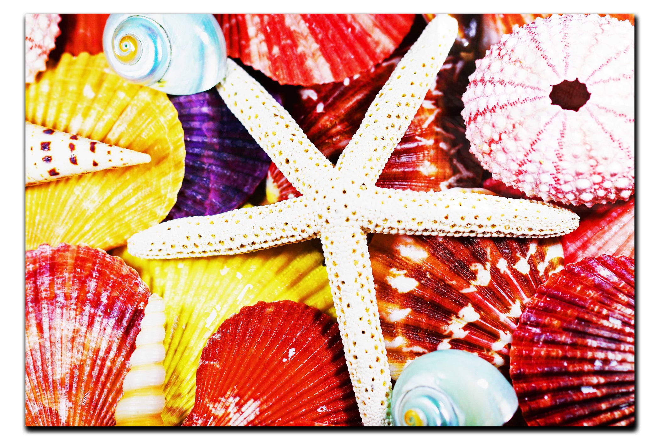 Asteroidea Beaded Starfish III - Acrylic Print - Aquatic Art Category